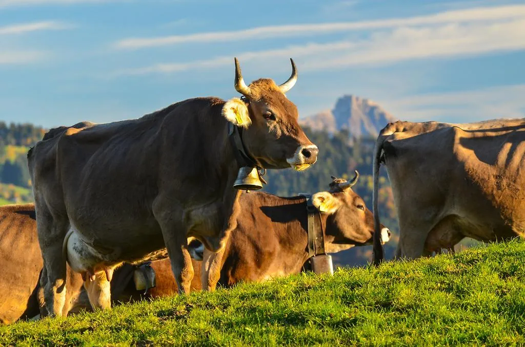 Hotel Allgaeu Garni Scheidegg